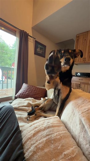 Dogs - what does she want???