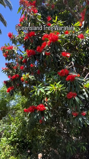 Alloxylon flammeum, commonly known as the Queensland tree waratah, is a medium-sized tree of the family Proteaceae. It’s found in the Queensland tropical rain forests of northeastern Australia. It can also be found growing in Macarthur Park in Camden. This spectacular native tree should be famous. The orange red flowers are spectacular. The native birds and bees love these nectar filled flowers. It comes from far north Queensland so it doesn’t survive frosts but it’s growing here on a hill in Ca