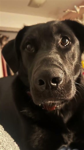 #viral #share #foryou #lol #pleasesubscribe #subscribe #popular #like #dog