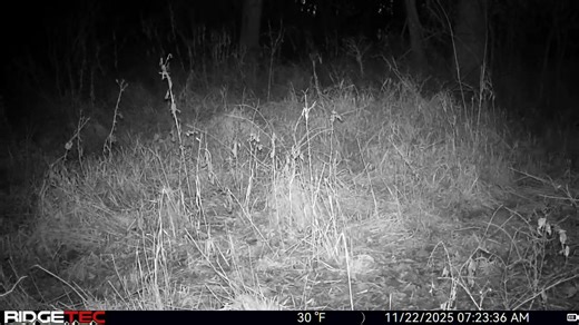 10K views · 418 reactions | November 22nd and new bucks still showing up. #herd360 #trailcam #ridgetec | Herd 360 | Facebook