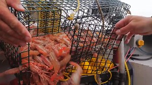 6.1K views · 96 reactions | Let 'Er Rip, Tater Chip! We're shrimping! 戀 | Addicted Fishing | Facebook