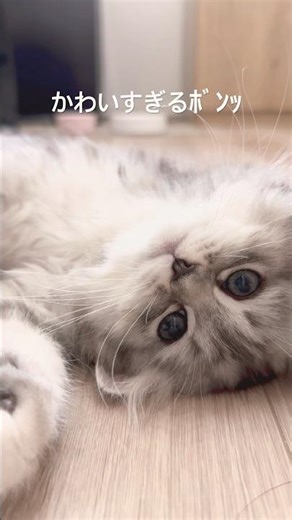 It's so cute I might explode... #kitten #minuet #cat