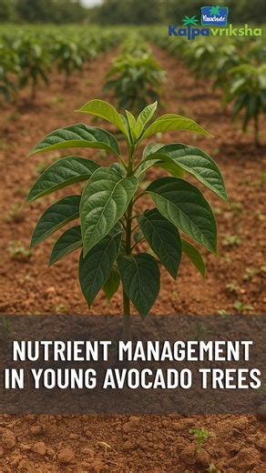 Nutrient management in young avocado trees is essential for healthy growth and early establishment. Apply well-decomposed farmyard manure or compost (10–15 kg per plant) at planting and repeat annually. During the first two to three years, apply balanced NPK fertilizer in two to three splits — before and after the monsoon. Micronutrients like zinc and boron can be applied through foliar sprays to promote healthy leaves and root development. Maintain a mulch layer around the base to improve soil 