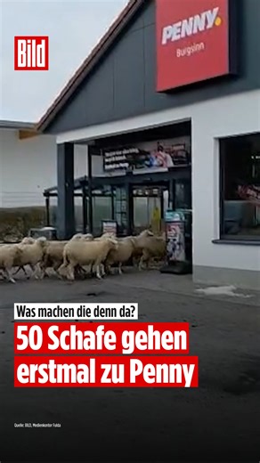 Diese Schafe hatten offenbar richtig Bock auf Mampf aus dem Discounter. Statt auf der Weide landeten am Montagmorgen rund 50 Vierbeiner im Penny-Markt. Unter lautem Gemähe startete der wohl wolligste Einkauf - pardon Einlauf des Jahres. Kunden filmten am Montag auf dem Parkplatz in Burgsinn (Landkreis Main-Spessart) die Szene, fragen sich: Was war da los? Schäfer Dieter Michler bestätigt den Ausflug seiner Tiere gegenüber der Main-Post. Was in seinen Schafen genau vorging, weiß er allerdings auc