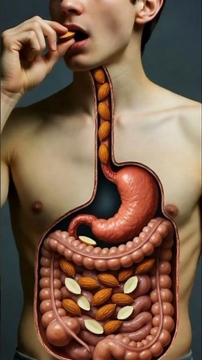 “What Happens When You Eat Almonds? | Almond Digestion Process Explained with Animation”