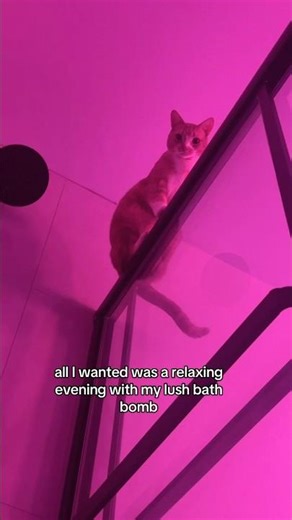 Orange cats are so clumsy😭 w Carter Kench #shorts