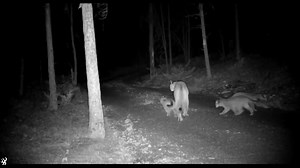 1.8M views · 61K reactions | You’ve cat to be kitten me! Caught on...