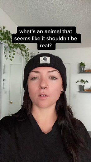 Discover the Wonder of Sea Slugs and Their Unique Traits