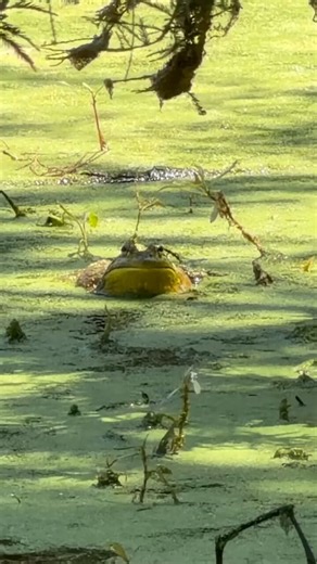 Nature Moments (@NatureMomentz) on X