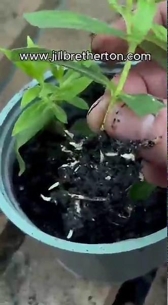 FREE penstemon plants. How I made 10 penstemon plants for the price of one