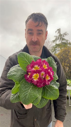 Primrose care #gardeningtips #primrose #gardening | Hill of the Shamrocks Garden Centre Gurteen