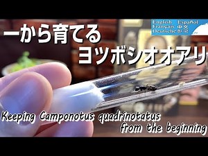 Keeping Camponotus quadrinotatus from the beginning ~ First month from collecting the new queen ~