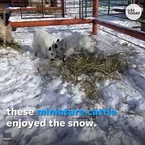 Miniature cattle play in the snow after being stuck inside