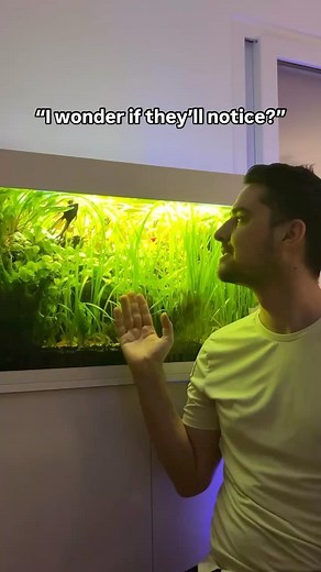 Instagram video by Aquariums & Exotic Fish 🐠 • Jan 5, 2025 at 11:19 AM