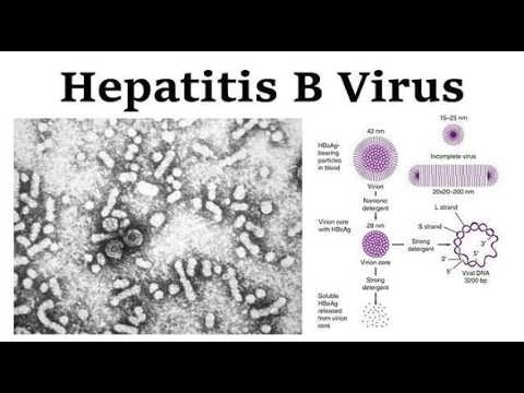 HBV hepatitis B virus; infects the liver and can cause both acute and chronic disease