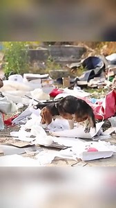 36K views · 785 reactions | Dog rescued from dump finds new home | ONit See | Facebook