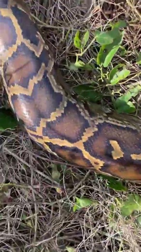 "Another day in the swamp"