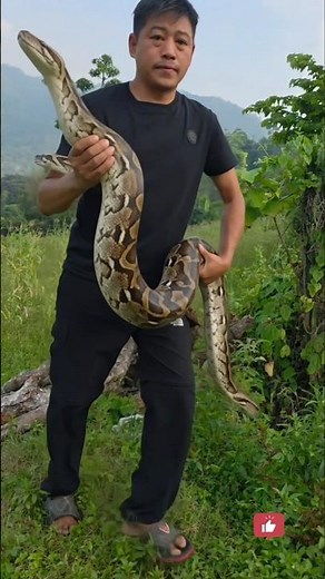 🐍 Giant Python Released Back Into The Jungle ! 😱 #shorts #python #animallovers