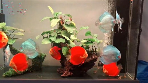 2.4K views · 65 reactions | ✨ From Singapore with love  Another...