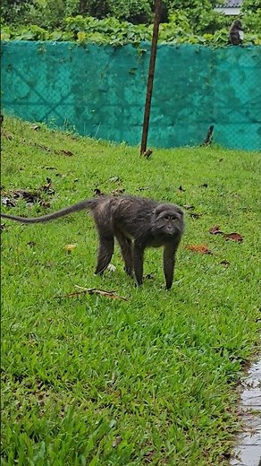 Ever seen a monkey eat crabs? 🦀🐒