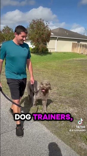 #dog #dogs #dogtraining #dogtrainer #labradoodles #leash #leashtraining @FortMyersK9