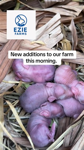 In a Ghana study of urban rabbit keepers, litter size ranged from 1-10 kits with an average of 4 kits per litter. With a well managed Doe typically you get 5-7 per litter. Our farm is growing sturdily by the day. Join our journey and start your farm today. #backyardfarm #rabbits #rabbitfarming #newyear #goals