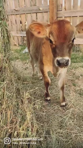5M views · 513K reactions | Life on the ranch with Tiny is exactly like this…. #jerseysteer #jerseycattle #ranchlife #ranchlifestyle #milkcows | Janelle Anderson | Facebook