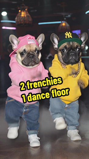 2 Cute French Bulldog Puppies Dancing on the Floor