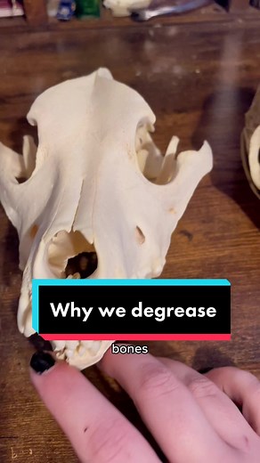 Reasons for Degreasing Bones: Educational Cleaning and Taxidermy Process