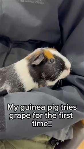 Giving my guinea pig grape for the first time… 😲 #guineapig #pets #cute #animals #cutepets #petfood