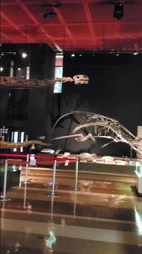 【いわき市石炭・化石館 ほるる】化石展示室 #化石 #恐竜 #いわき #石炭化石館ほるる #福島 #ほるる