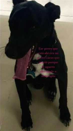 Ese perro que se extrañera Lucas y murió porque le agarró distemple o distemplo
