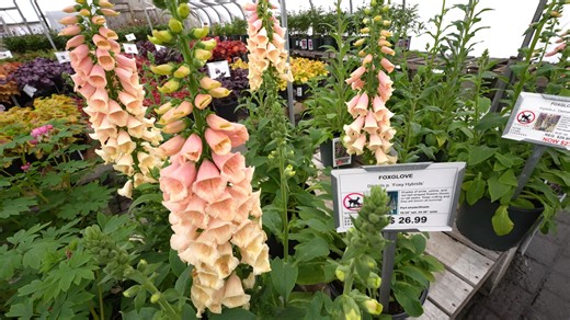 Deer won't eat these: See which flowers, shrubs and other plants turn off hungry deer