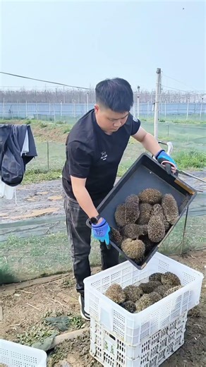 The Fascinating World Of Industrial Specialty Farming