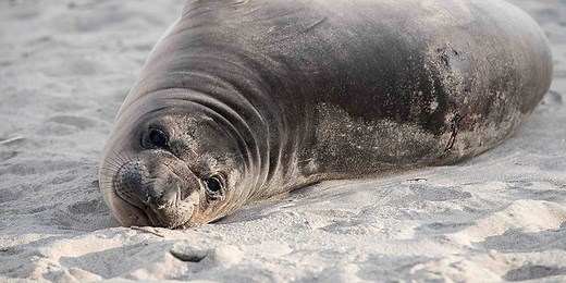 Suspect wanted after elephant seal pup found stabbed on Oregon coast