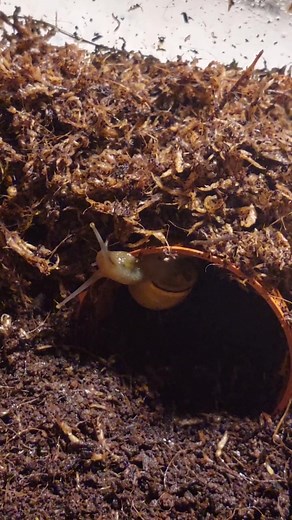 snail vibe #snailpet #petsnail #cutesnail #snailsoftiktok #snailvibe