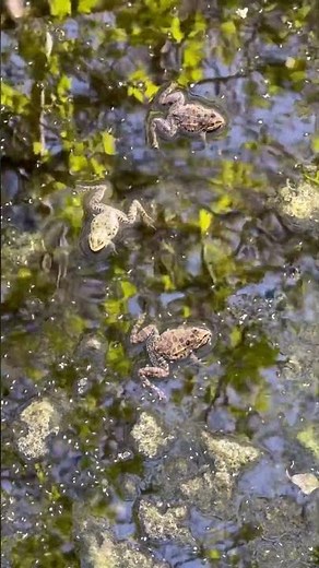Sounds of nature. Croaking of frogs on a pond. Frogs croaking. Кваканье лягушек. Звуки природы