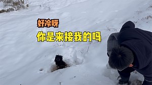 大雪封路，雪后的紧急救援，雪地中狗狗瑟瑟发抖在绝望里盼望生机