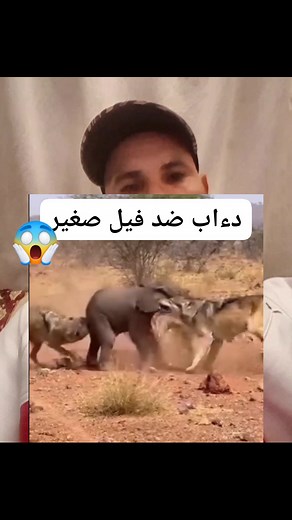 مجموعة من الدءاب ضد فيل صغير | Mohamed Khayar