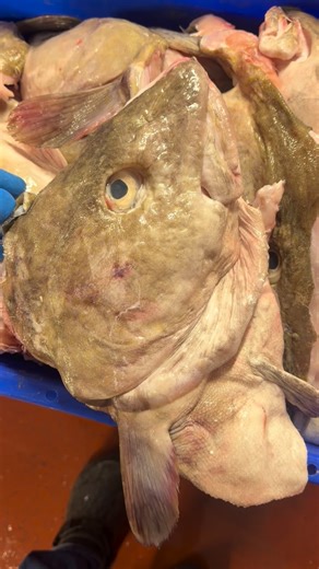 Eatmorefish.ie @ Gannet Fishmongers on Instagram: "Full box of very large cod heads left behind after filleting all those giant cod. One thing we hate is wasting good food. As you know, some of our customers are always after these — and for good reason. There’s a serious amount of meat still on them. Normally we give cod heads away FOC as a favour, but these ones were so thick and bulky they were impossible to split without the proper tools of the trade. As you can see, even with the machete, Co