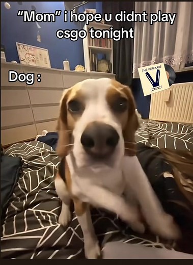😱😱#csgo #mom #dog #ez4ence #winsong