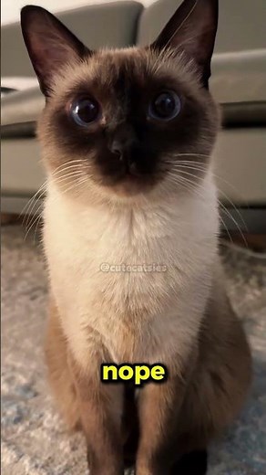🐱 Facts About The Siamese Cat #7x7 #cat #funny #shorts #tiktok
