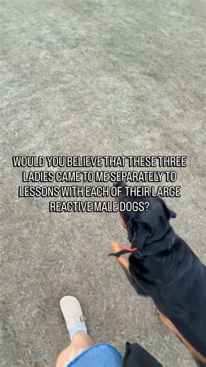 Kate | Dog Trainer in Essex, Newmarket and London on Instagram: "Female handlers with large male dog gang🙋🏼‍♀️ 💅🏻 The first to doubt themselves with their capability and my favourite handlers to encourage and empower🙌🏻 I love working with female handlers of large breeds, because I remember the days of struggling with my large male reactive dog too! I love getting client videos when people meet-up to train🥰 @roscoe.the_rottweiler_ @cerberustheshepherd @arlo_arlywarly showing up for the lad
