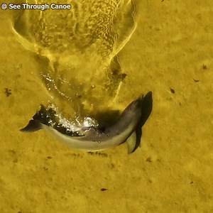 3.1K views · 85 reactions | A different dolphin feeding technique...