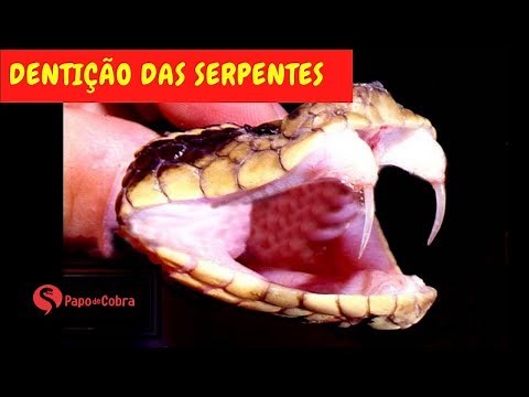 Snake bites | Types of teeth | Snake throat