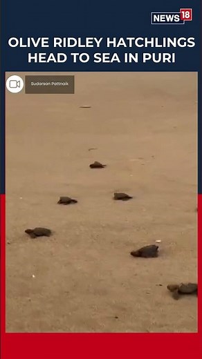 WATCH | Olive Ridley Turtle Hatchlings Emerge At Puri’s Blue Flag Beach | N18S