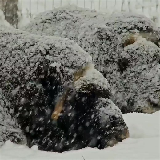 Musk Ox like it cold. | explore.org