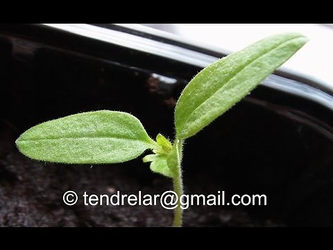 Phototropisme : Les feuilles s’orientent vers la lumière (2)
