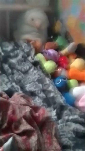 shark puppet screams