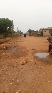 243K views · 8.3K reactions | Don't think this dogs are not dangerous 藍藍藍 | 12Months | Facebook